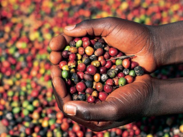 Africa-coffee1