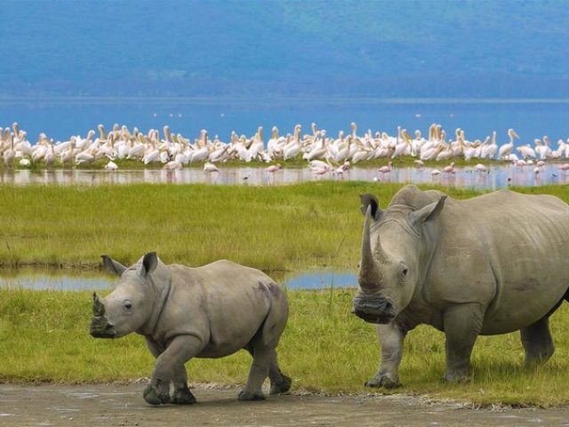 black-rhinos-and-flamingos-at-ngorongoro-crater-tanzania_-_767w