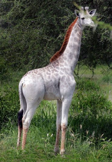 White giraffe in Tanzania national park