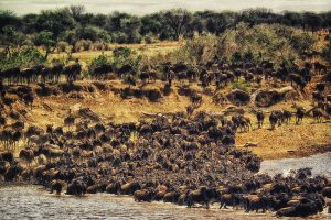 Serengeti animal migration